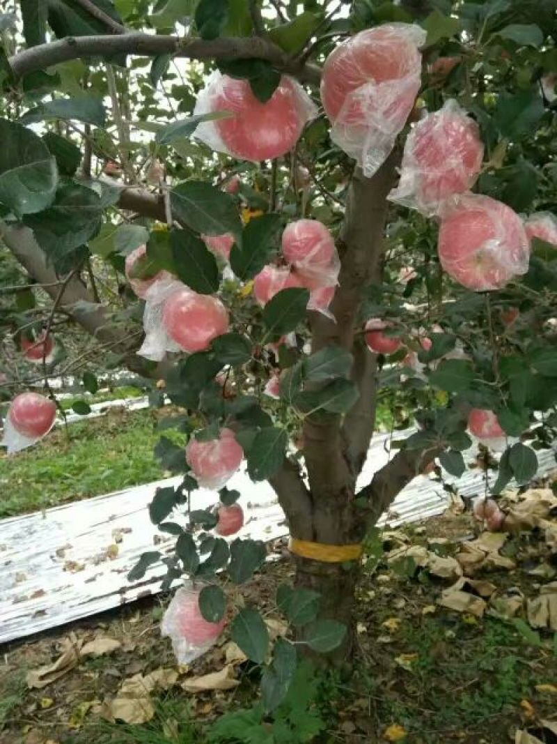 苹果70mm以上纸+膜袋