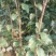 苹果树苗50~60cm，鲁丽苹果树苗，