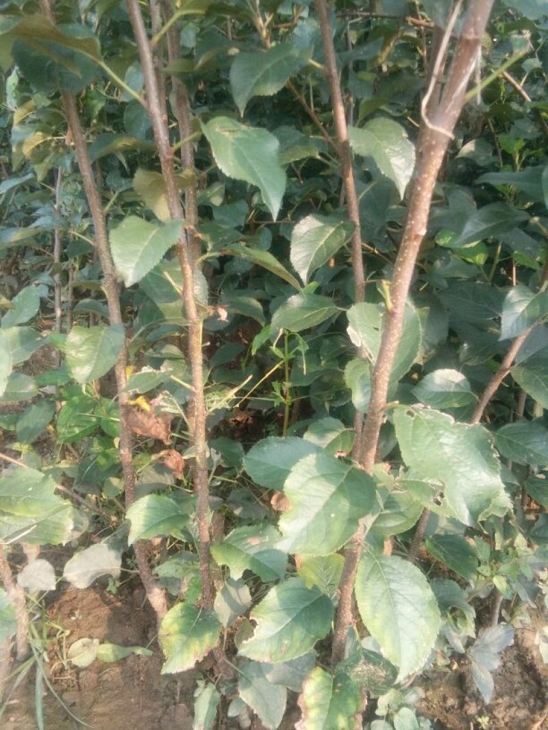 苹果树苗50~60cm，鲁丽苹果树苗，
