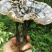 灵芝8~12公分