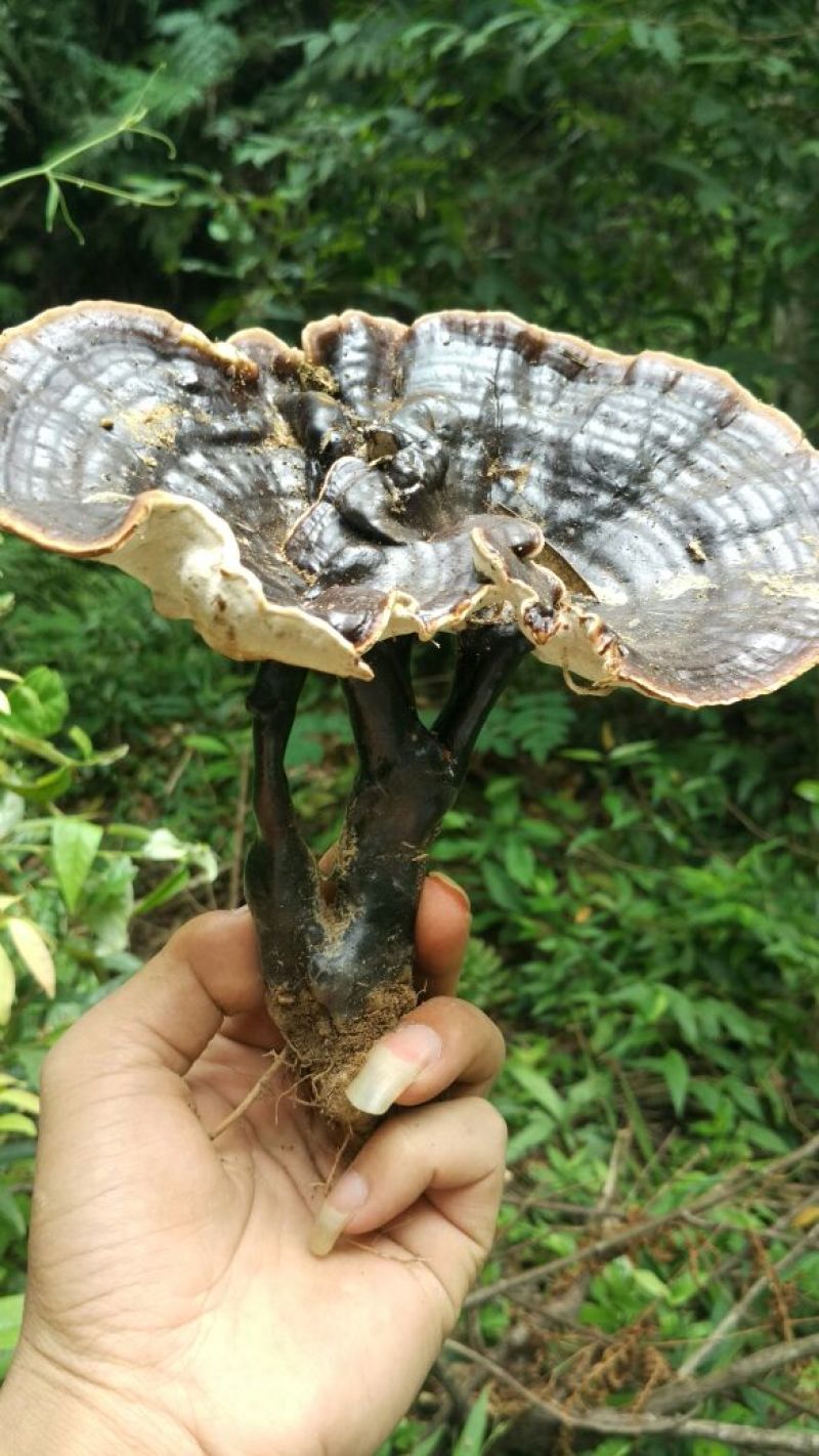 灵芝8~12公分