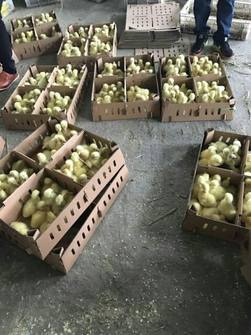 狮头鹅苗250g以下