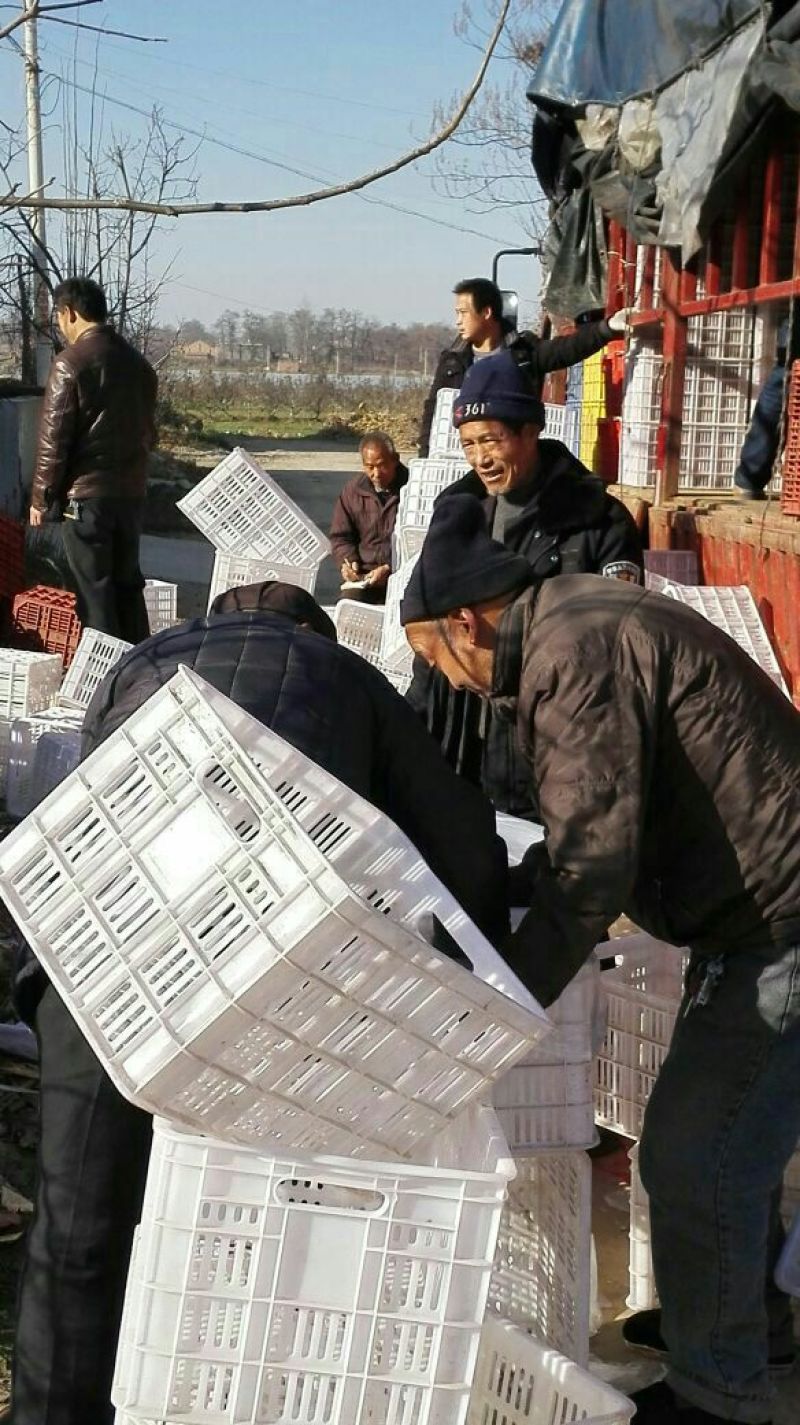 红富士苹果：蒲城红富士苹口感好，价格低。是款经济实惠佳品