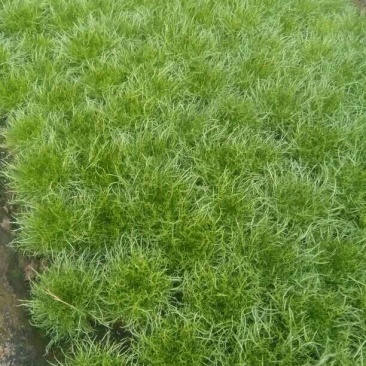 苦菊20~25cm