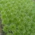 苦菊20~25cm