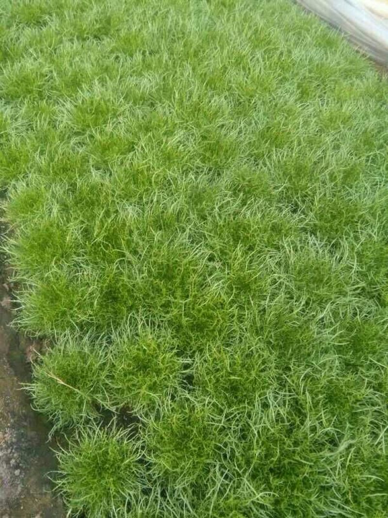 苦菊20~25cm