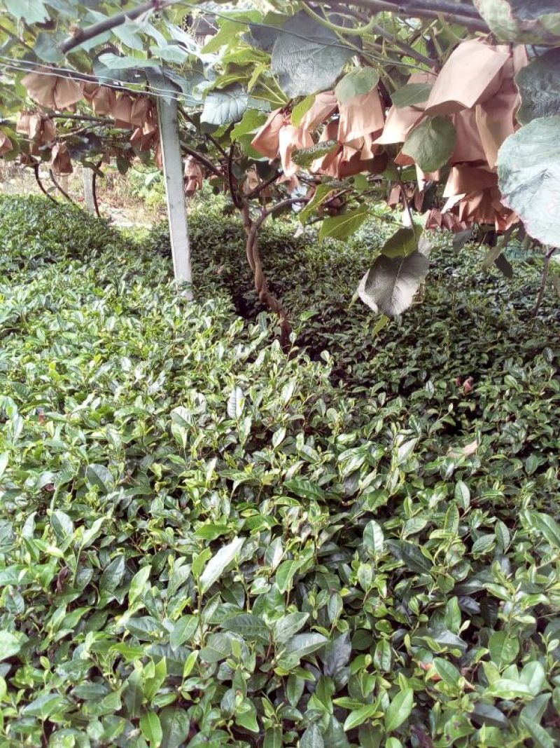本山茶特级