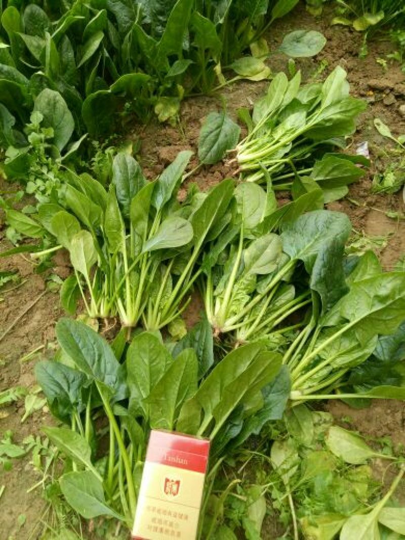 黑叶菠菜20~25厘米