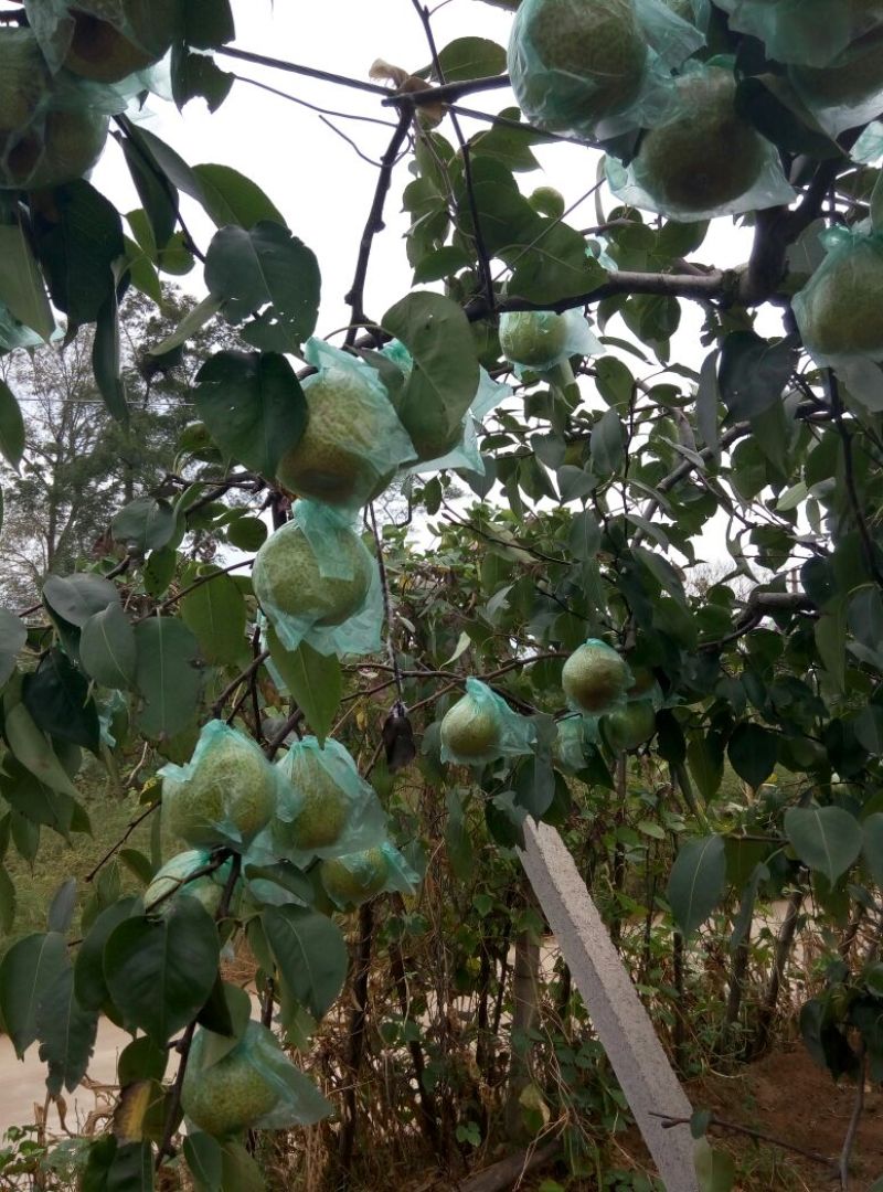莱阳梨300~350g光果