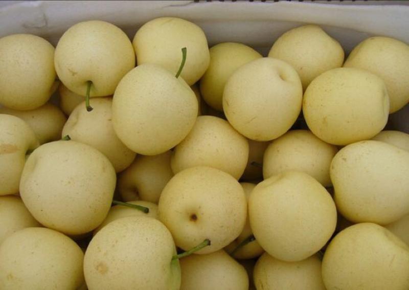 皇冠梨树苗品种纯正，高产口感酥脆保湿发货。