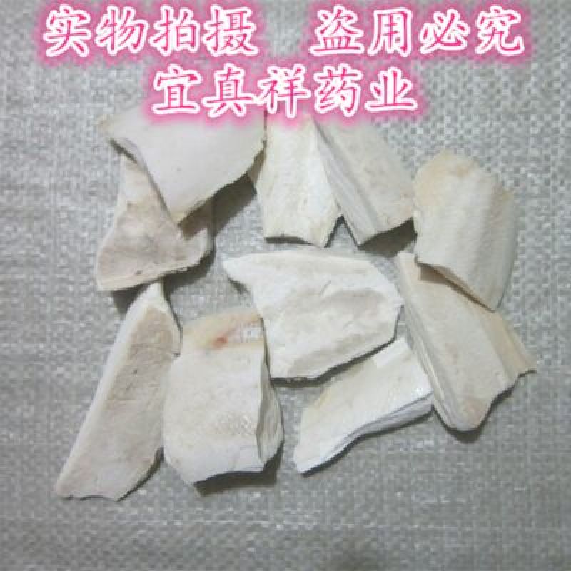 海螵蛸