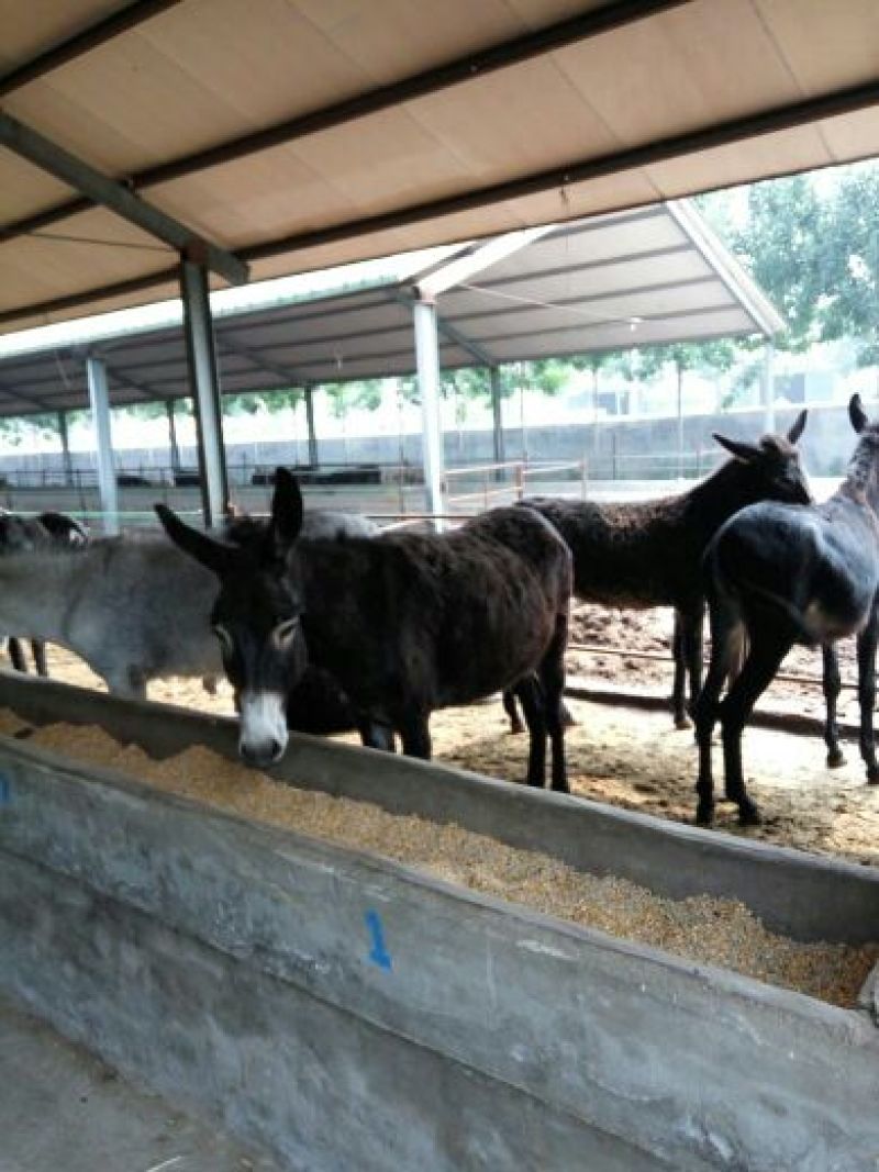 育肥牛犊100~200kg，支持视频看货，专业养殖