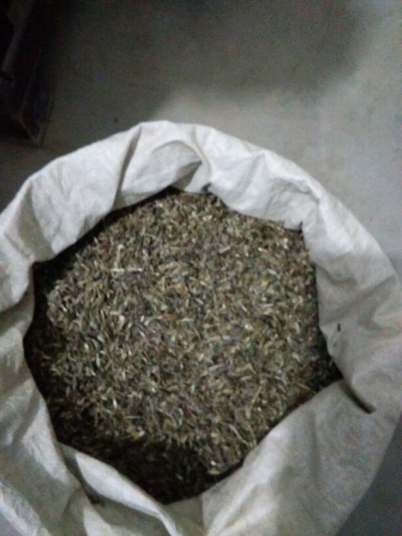 白术种子98%以上