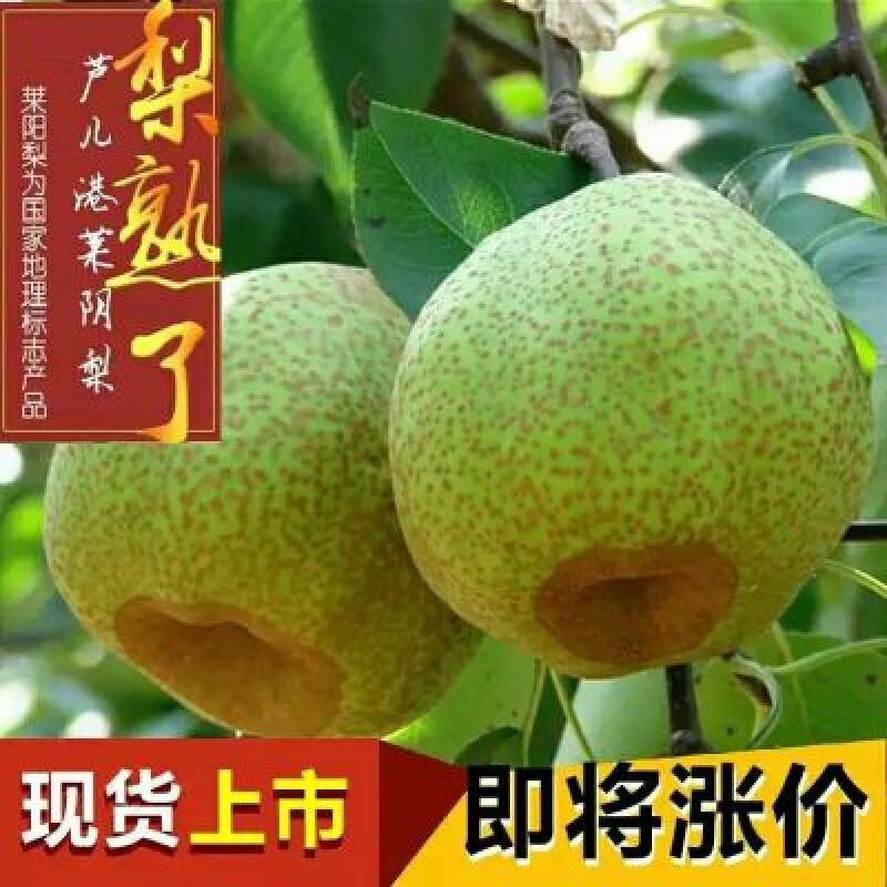 莱阳梨350~400g膜袋