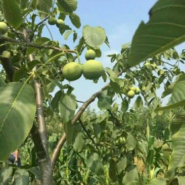 青皮核桃青皮40mm以上
