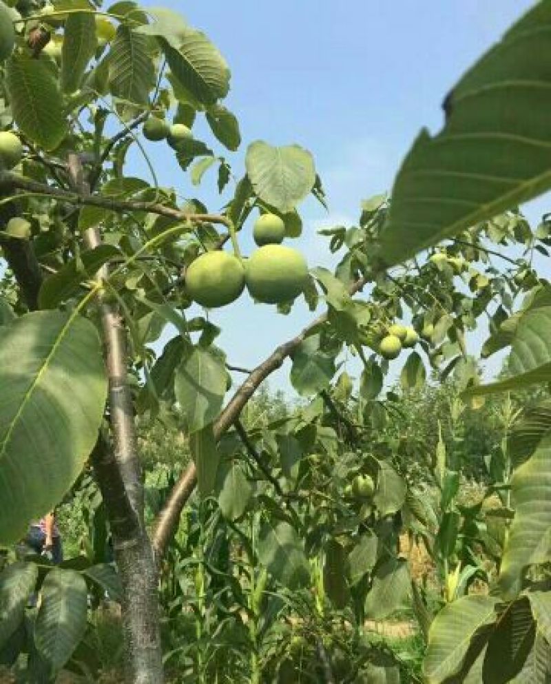 青皮核桃青皮40mm以上