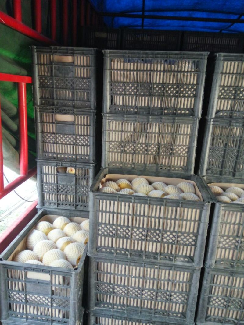 砀山梨300~350g光果