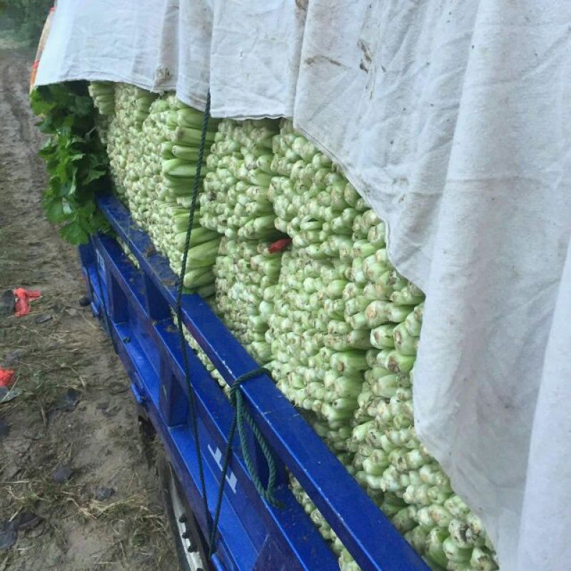 西芹