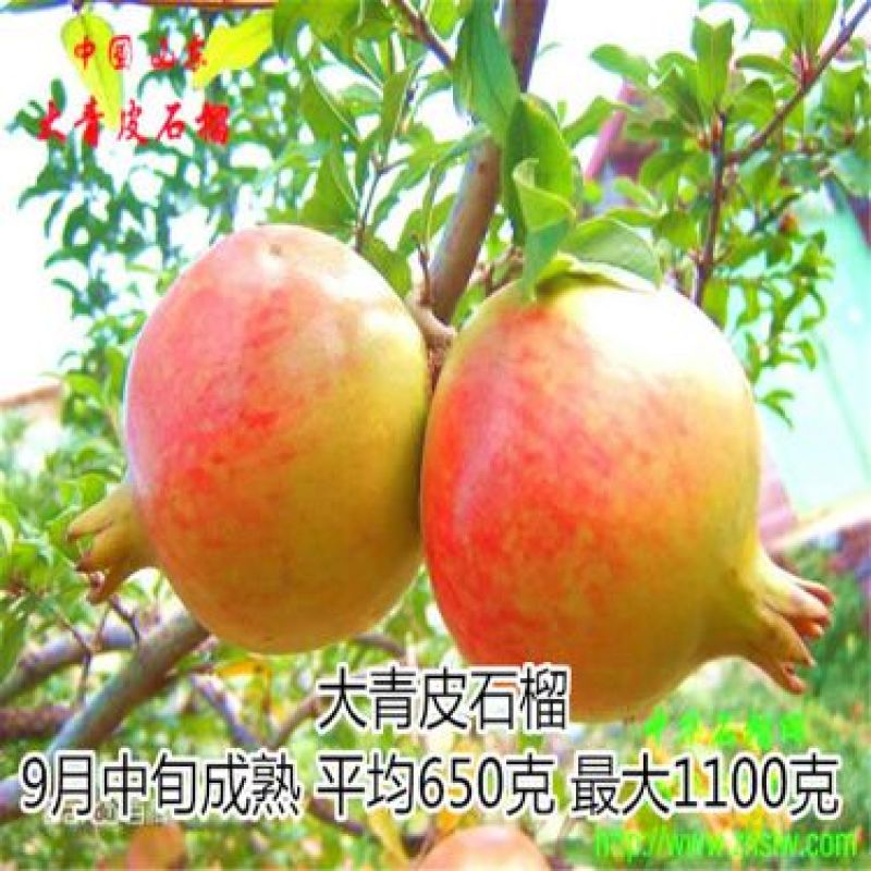 石榴苗80cm以上