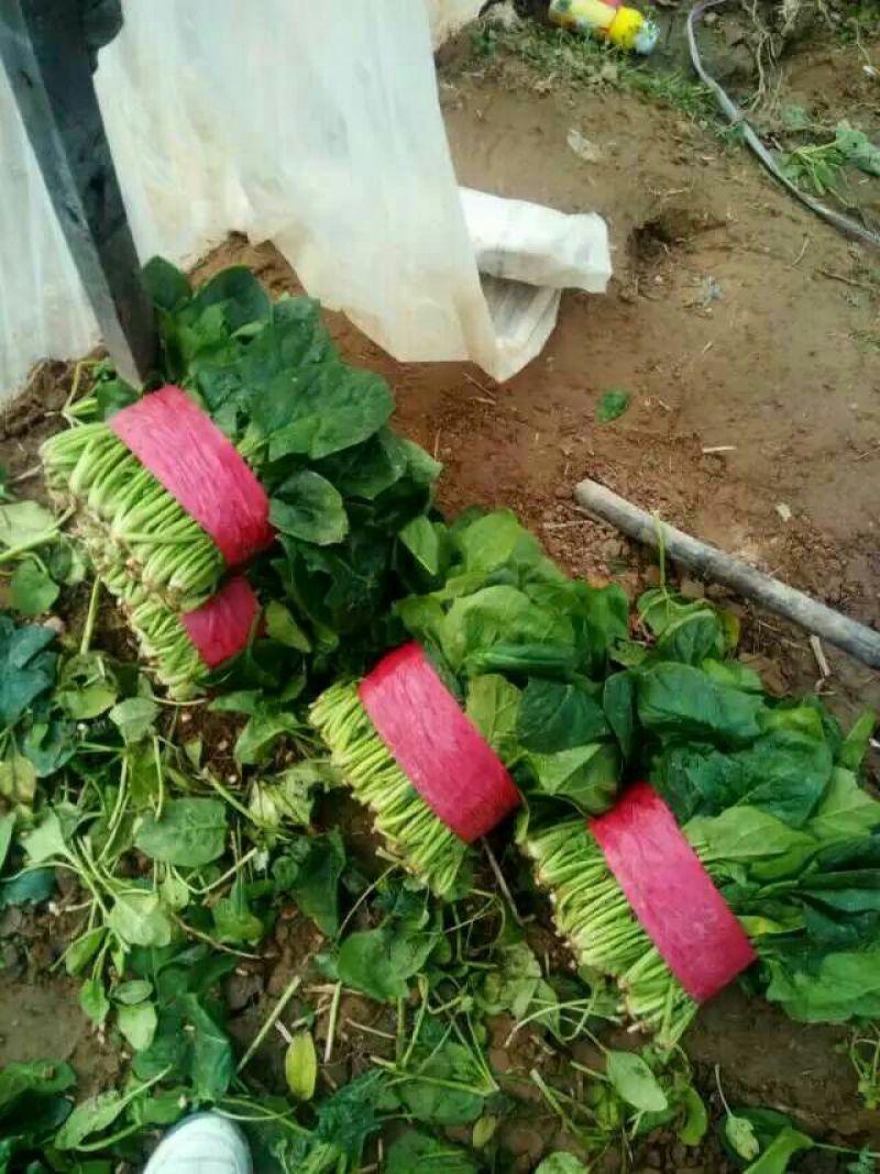 越冬菠菜