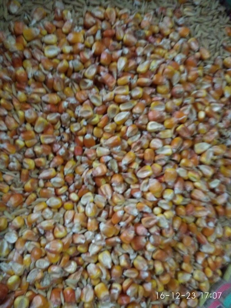 绿壳鸡蛋食用40~50g