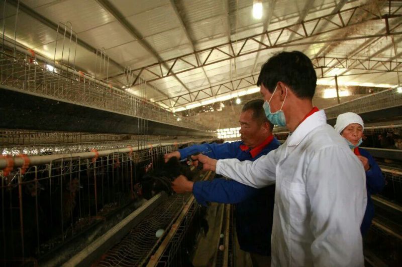 绿壳蛋鸡苗出壳苗35~45克雌