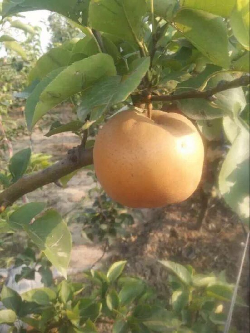 晚秋黄梨