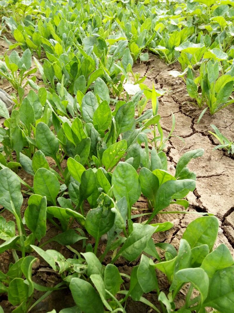 大叶菠菜20~25厘米