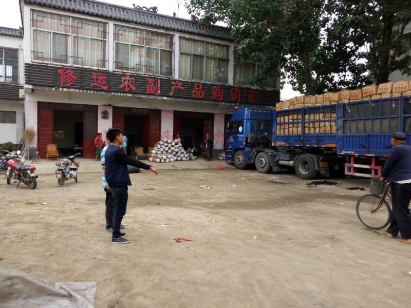 滕州土豆冷库货装箱装袋水洗干洗产地直发