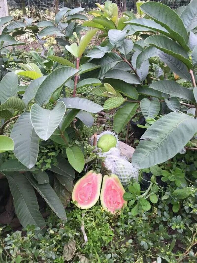 番石榴苗30~50cm