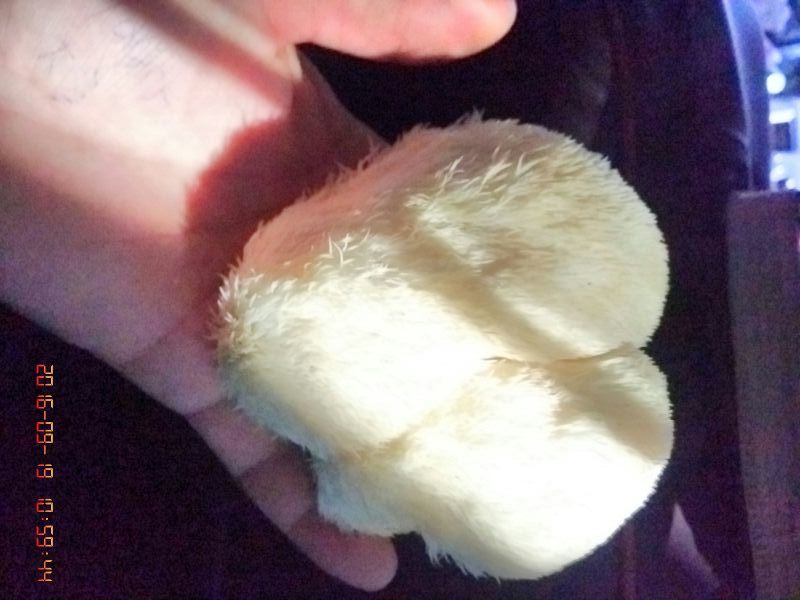 正宗东北大山林下精品手工采摘山野菌《猴头菇》5~7
