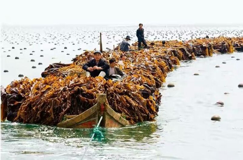 霞浦海带