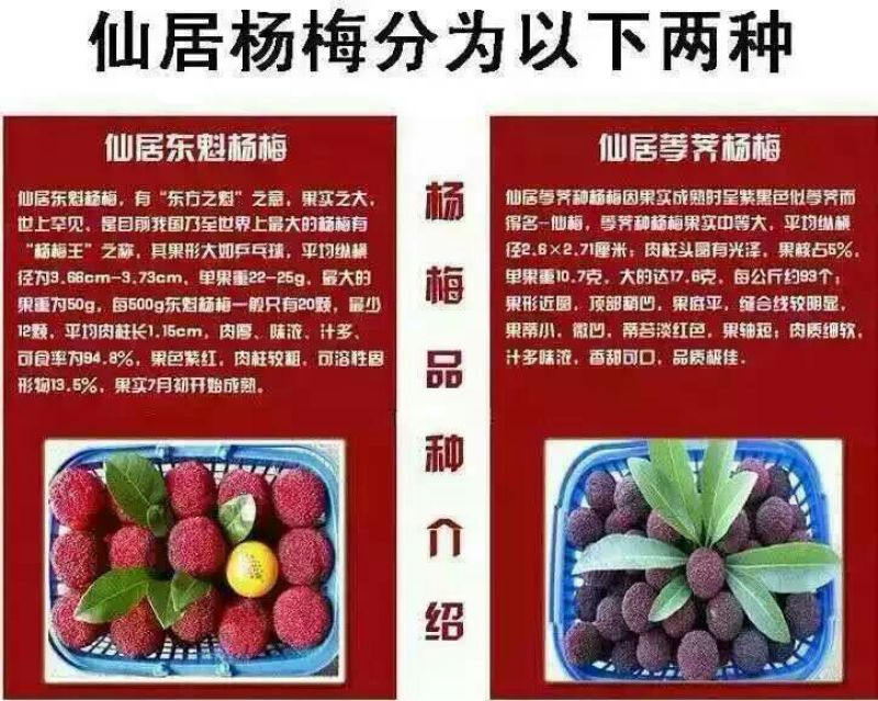 仙居杨梅