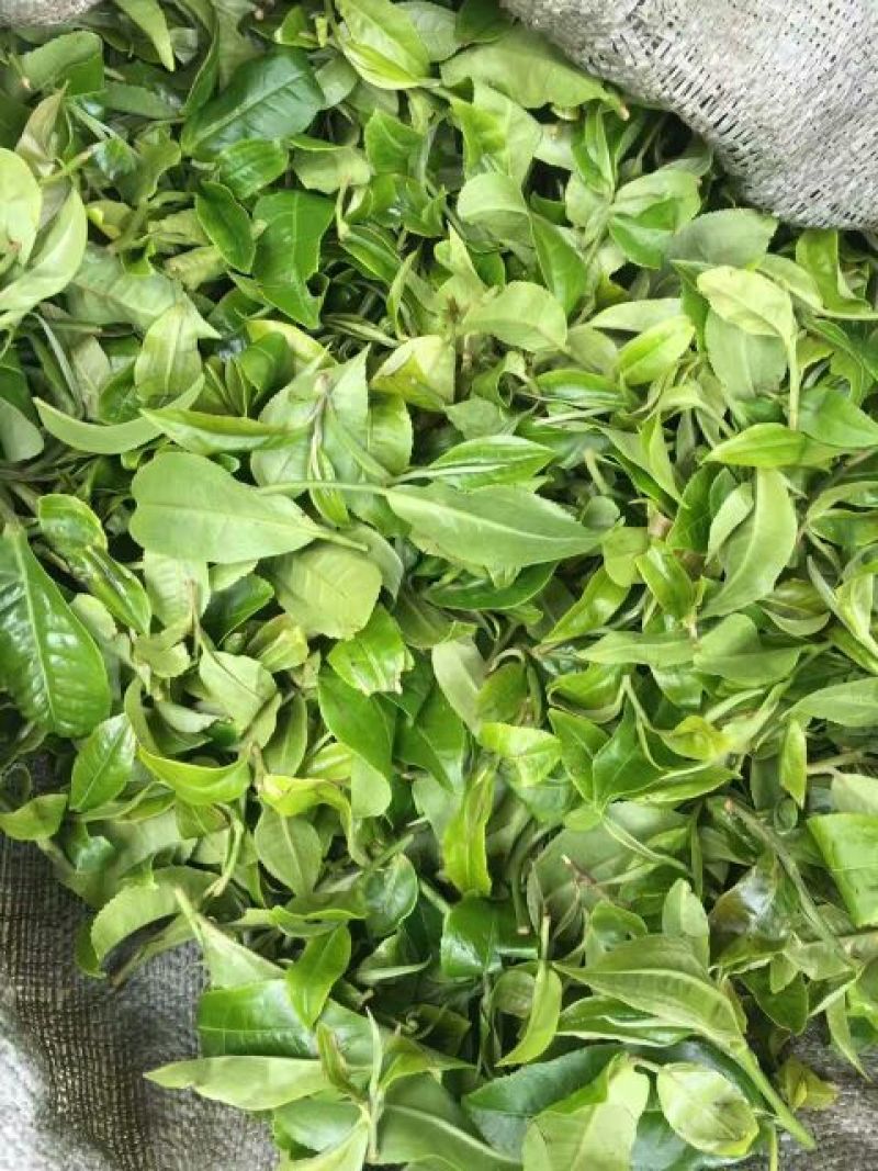 晒红茶紧压茶