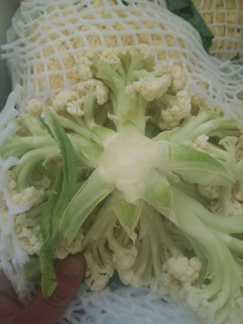 白花菜散装