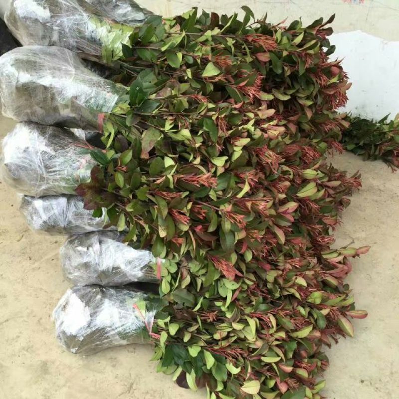 红叶石楠苗高30~40cm农户直销价格优惠