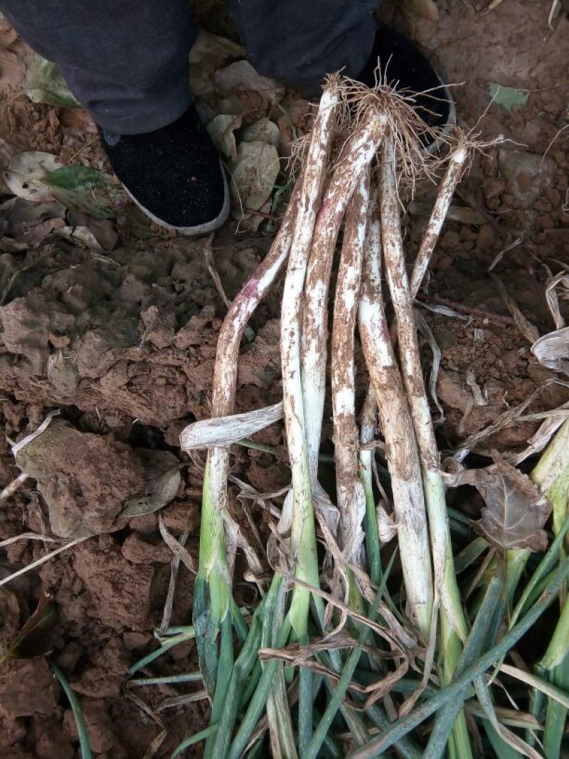 长白大葱30~40cm毛葱2cm左右
