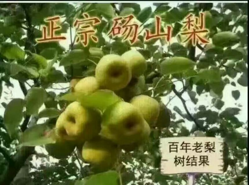 砀山梨200~250g光果