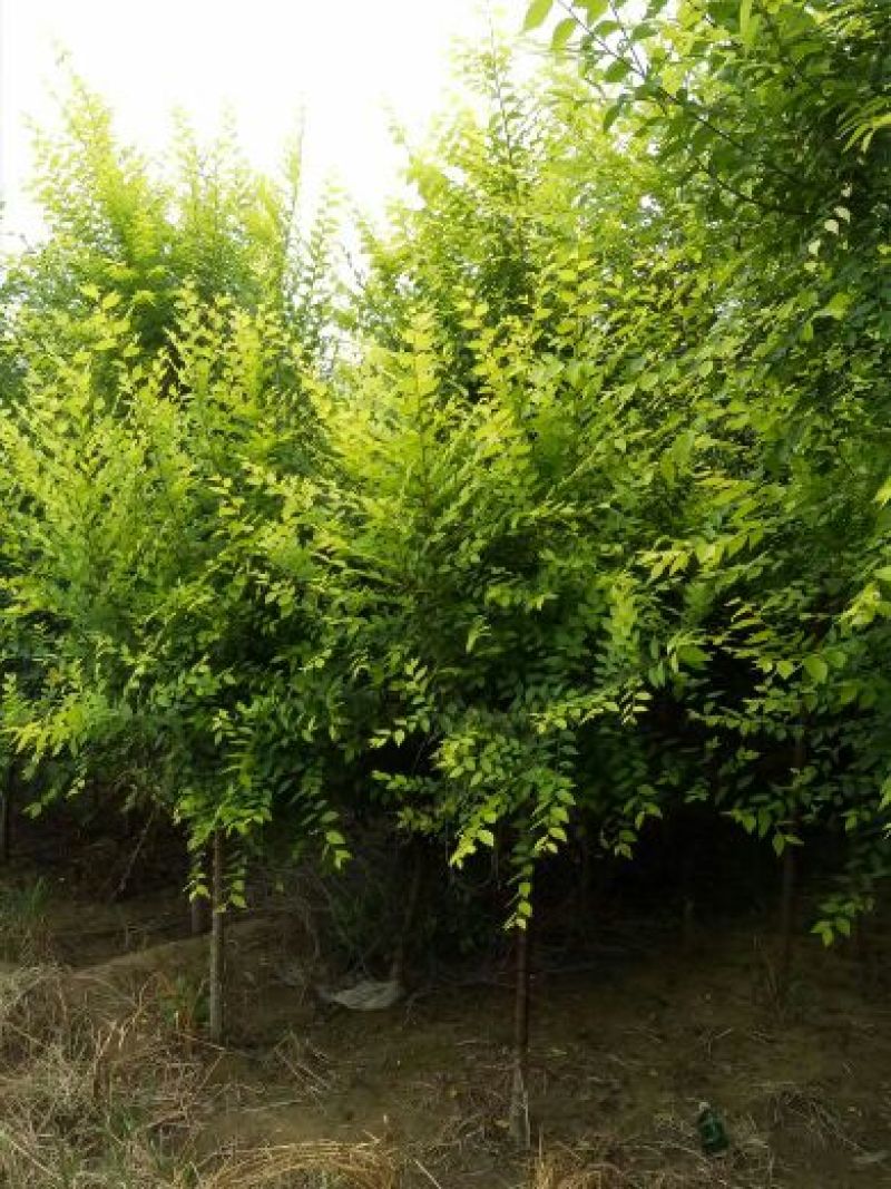 金叶榆6~8cm4~6cm3.5~4m