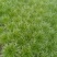 苦菊12~15cm
