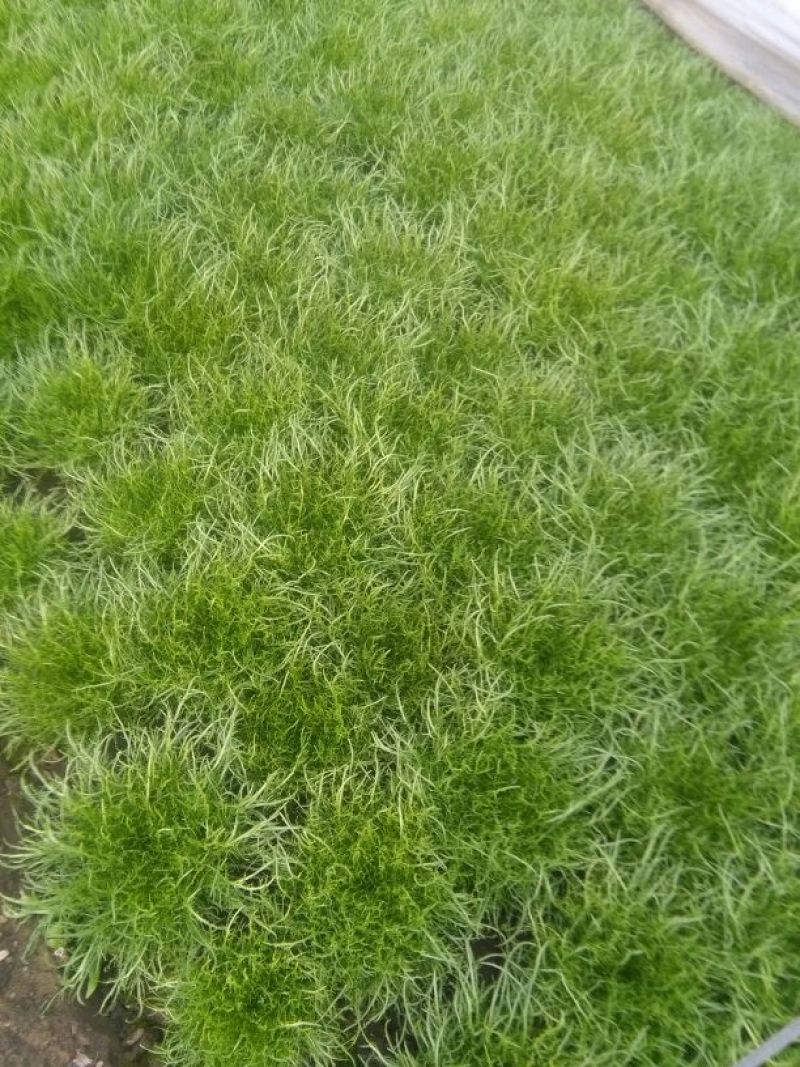 苦菊12~15cm
