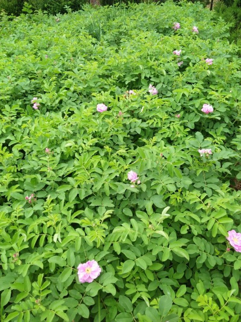四季玫瑰苗40~50cm包技术包成活技术支持