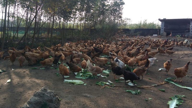 绿壳鸡蛋食用50g以下