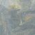 鲟鱼1~2斤/尾