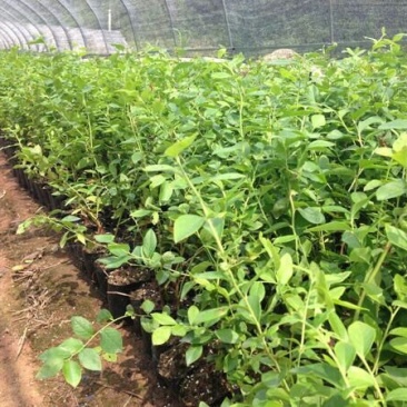 盆栽蓝莓苗四季蓝莓树苗南北方种植带花特大地栽阳台果树当年