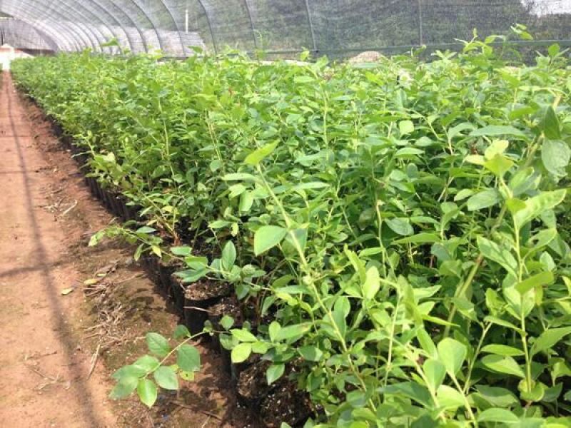 盆栽蓝莓苗四季蓝莓树苗南北方种植带花特大地栽阳台果树当年