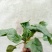 菠菜10~15厘米