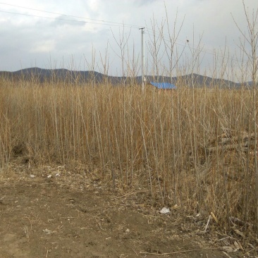 杨树