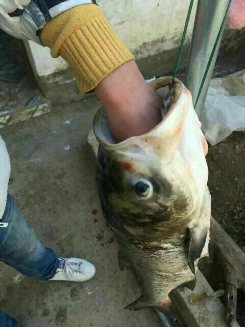 鲢鱼食用活鱼