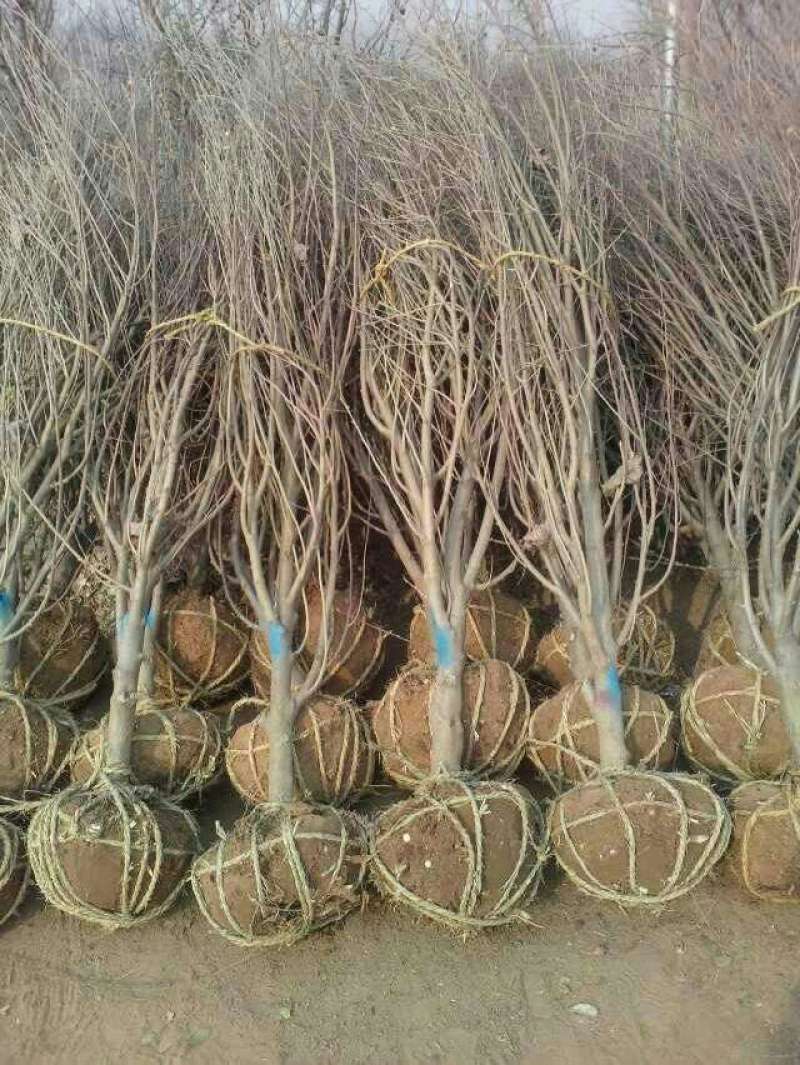 大花木槿